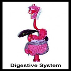 DIGESTIVE SYSTEM
